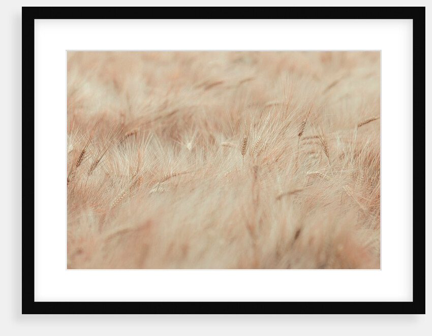 Wheat field by Assaf Frank